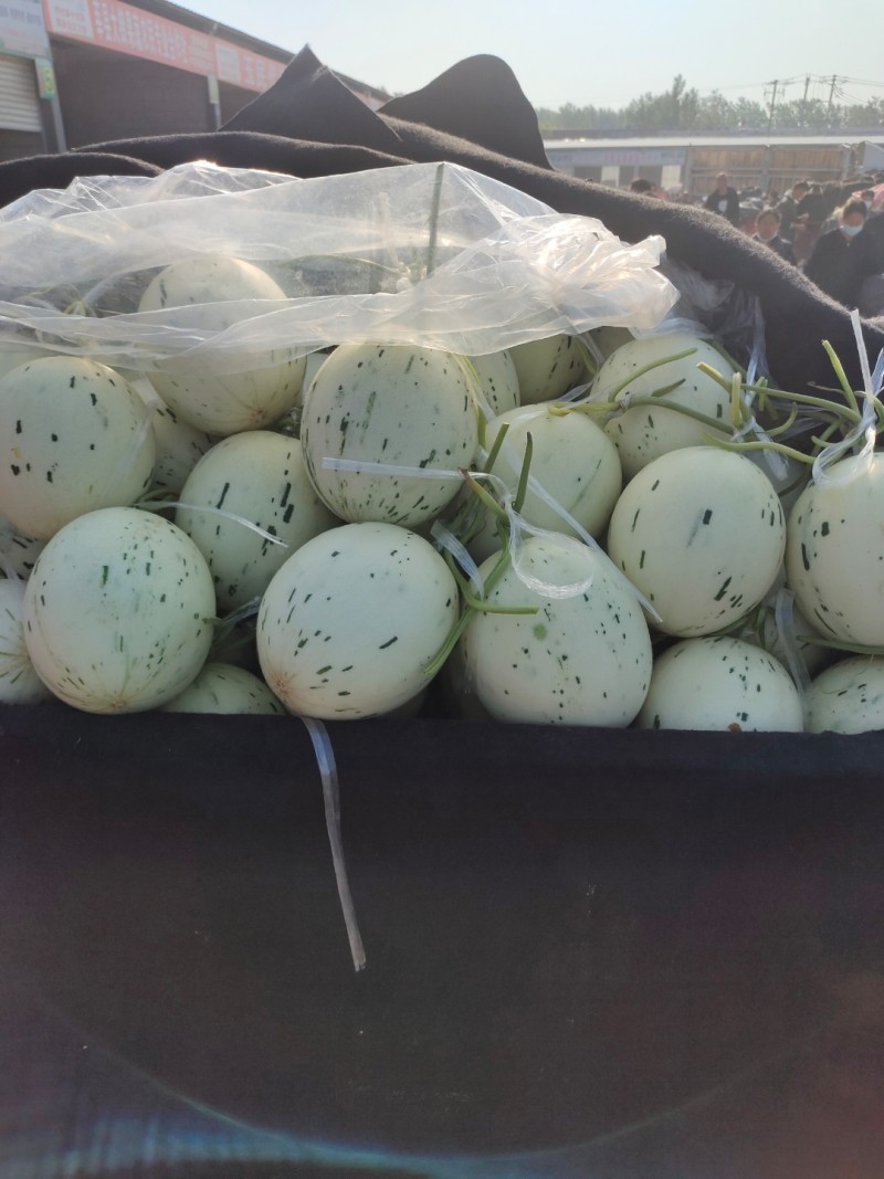 蜜露甜瓜，蜜露流星甜瓜，软糯香甜，大量供应
