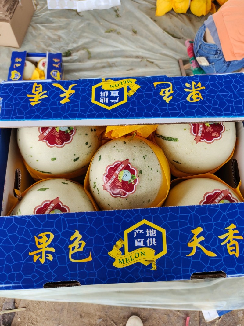 蜜露甜瓜，蜜露流星甜瓜，软糯香甜，大量供应