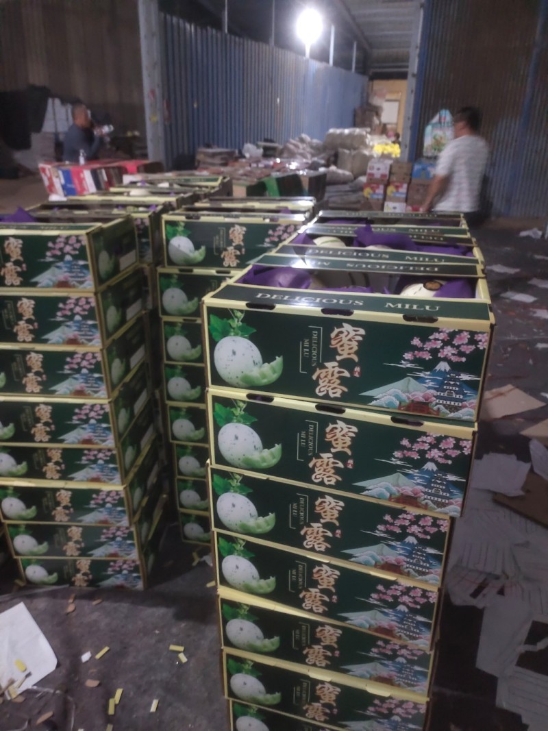 蜜露甜瓜，蜜露流星甜瓜，软糯香甜，大量供应