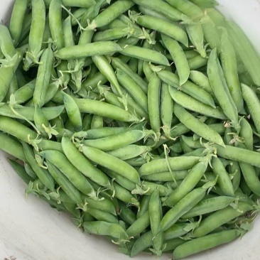 甜豌豆