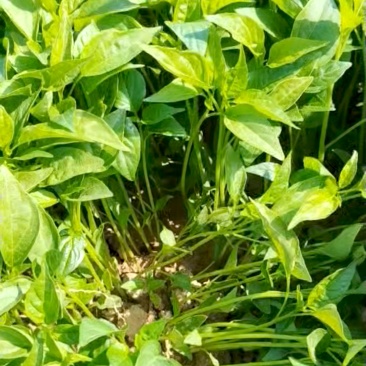 朝天椒辣椒苗越40万株