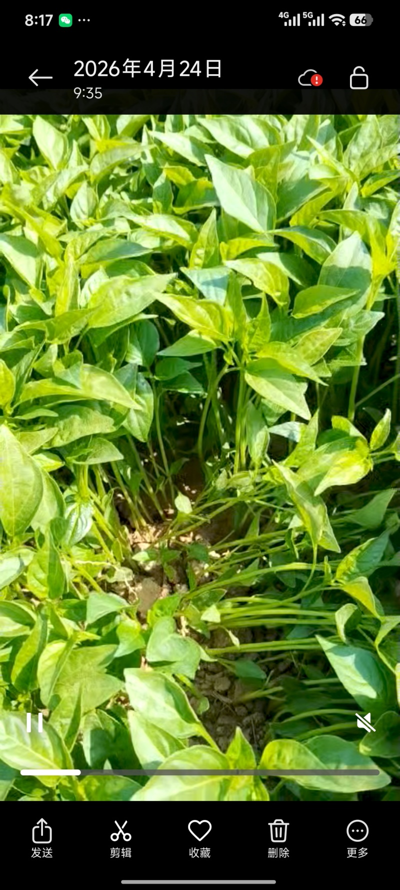 朝天椒辣椒苗越40万株