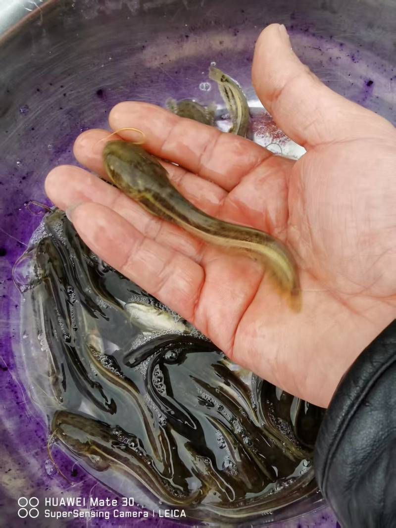 南方大口鲢鱼苗重庆合川区现货直发可视频看货质量好