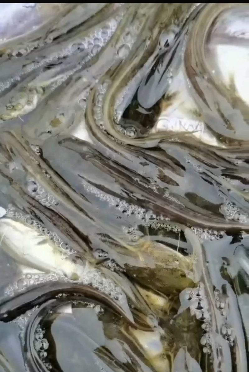 南方大口鲢鱼苗重庆合川区现货直发可视频看货质量好