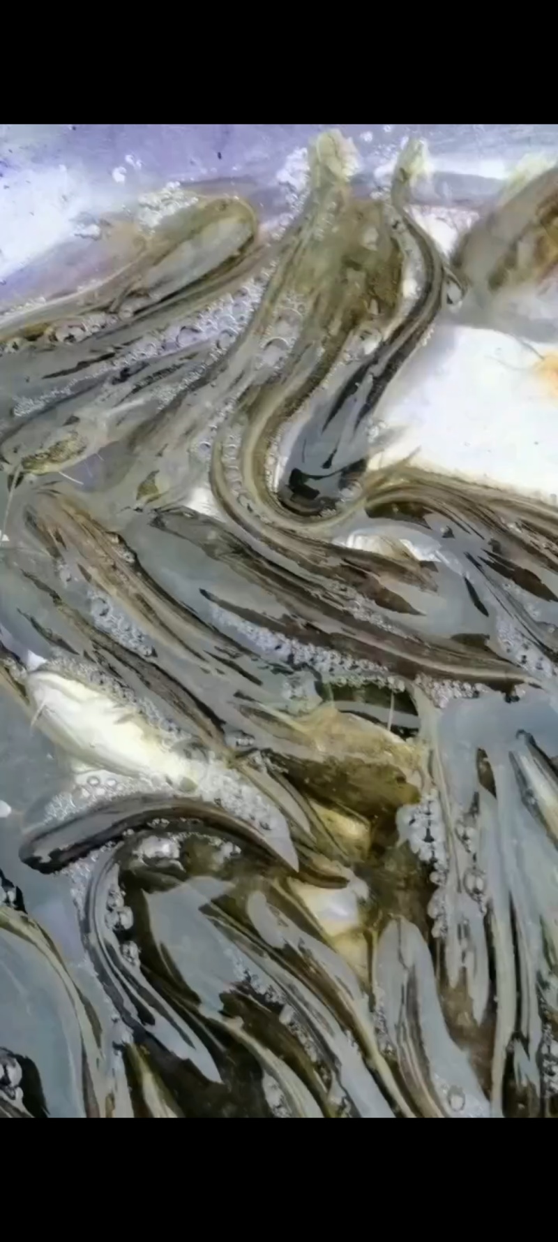南方大口鲢鱼苗重庆合川区现货直发可视频看货质量好
