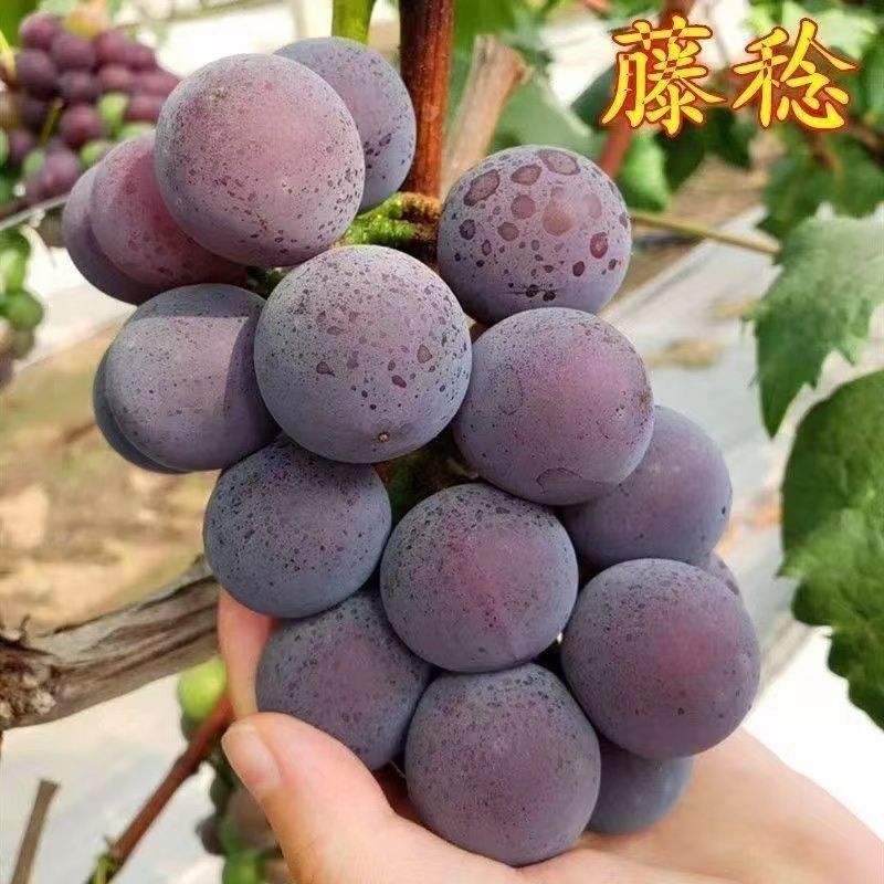 【实力商家】精品藤稔葡萄大量供应质优价廉对接电商超