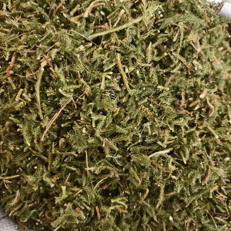 伸筋草伸筋草颜色绿药味浓新货选货产地云南省