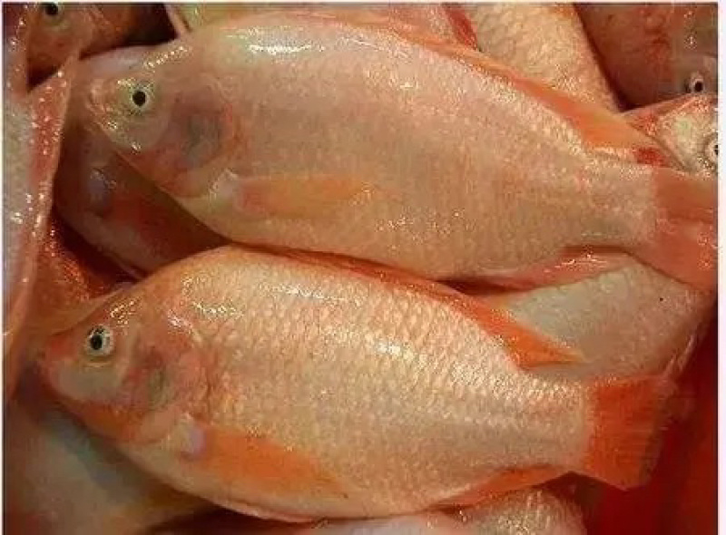 家中有1万斤左右的彩虹鲷，有意者可以与我联系