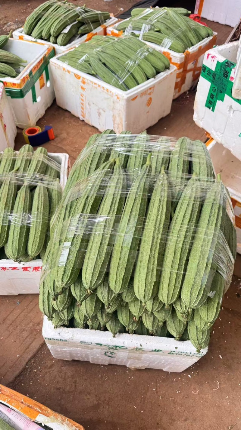 丝瓜品质保证服务周到产地直发价格美丽欢迎联系