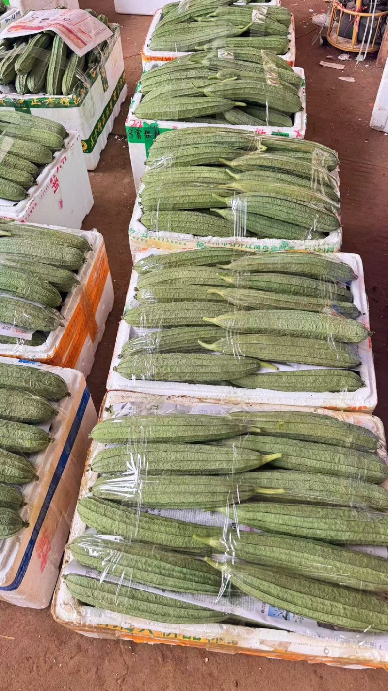 丝瓜品质保证服务周到产地直发价格美丽欢迎联系