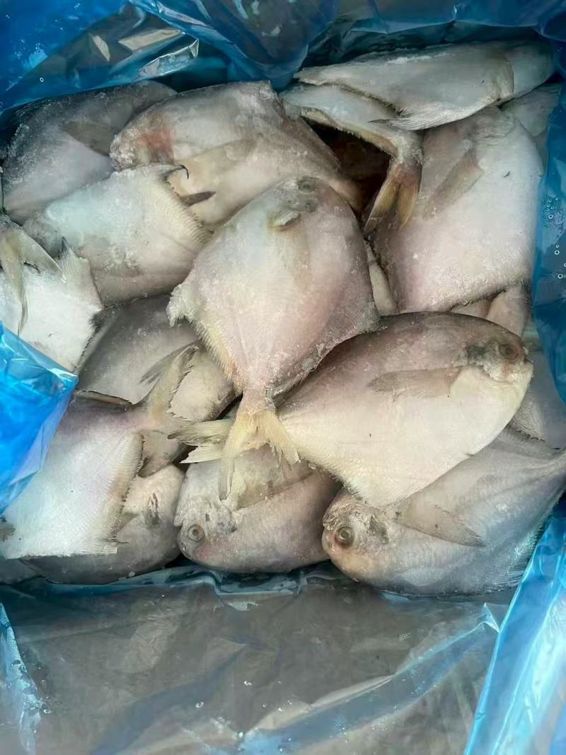 二到三两鲳鱼