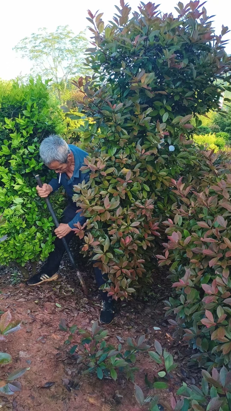 红叶石楠柱子