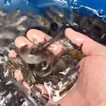 黄腊丁大量出售各种鱼苗批发零售欢迎老板订购。