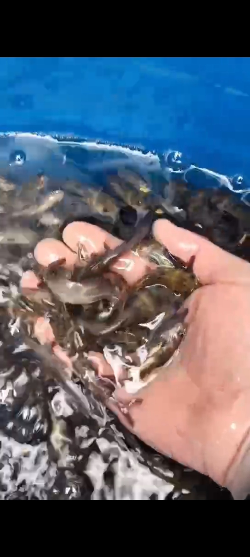 黄腊丁大量出售各种鱼苗批发零售欢迎老板订购。