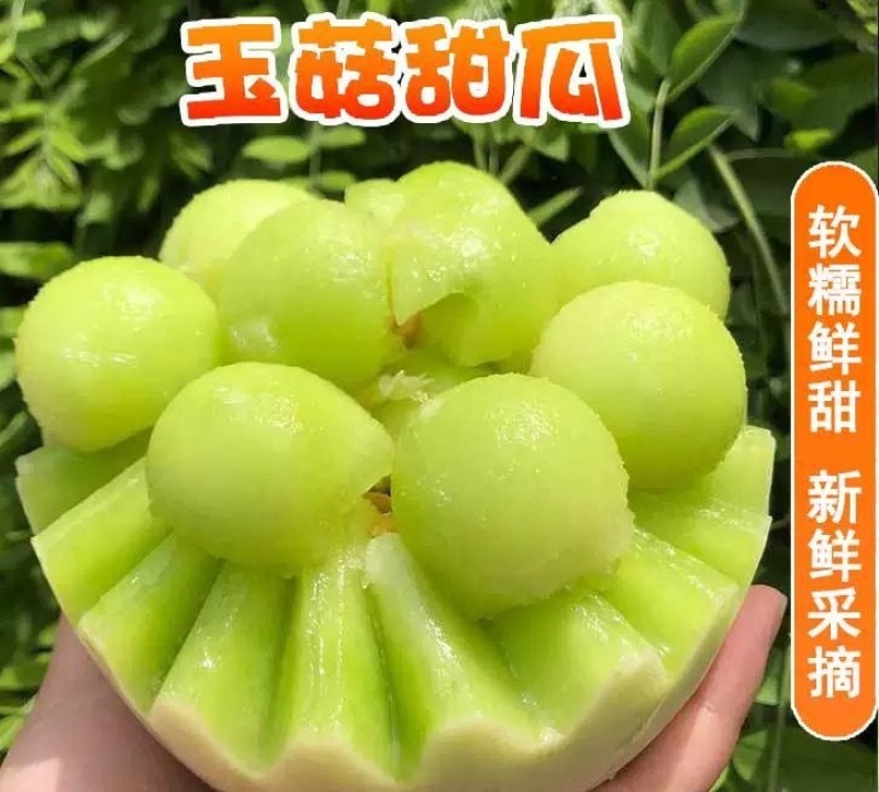 山东精品玉菇甜瓜，一件代发，对接各大电商商超等，诚信经营