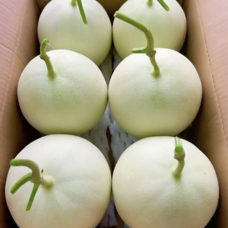 山东精品玉菇甜瓜，一件代发，对接各大电商商超等，诚信经营