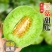 山东精品玉菇甜瓜，一件代发，对接各大电商商超等，诚信经营