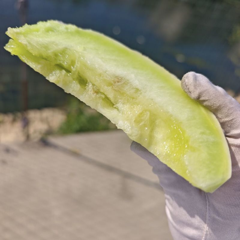山东精品玉菇甜瓜，一件代发，对接各大电商商超等，诚信经营