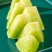 山东精品玉菇甜瓜，一件代发，对接各大电商商超等，诚信经营
