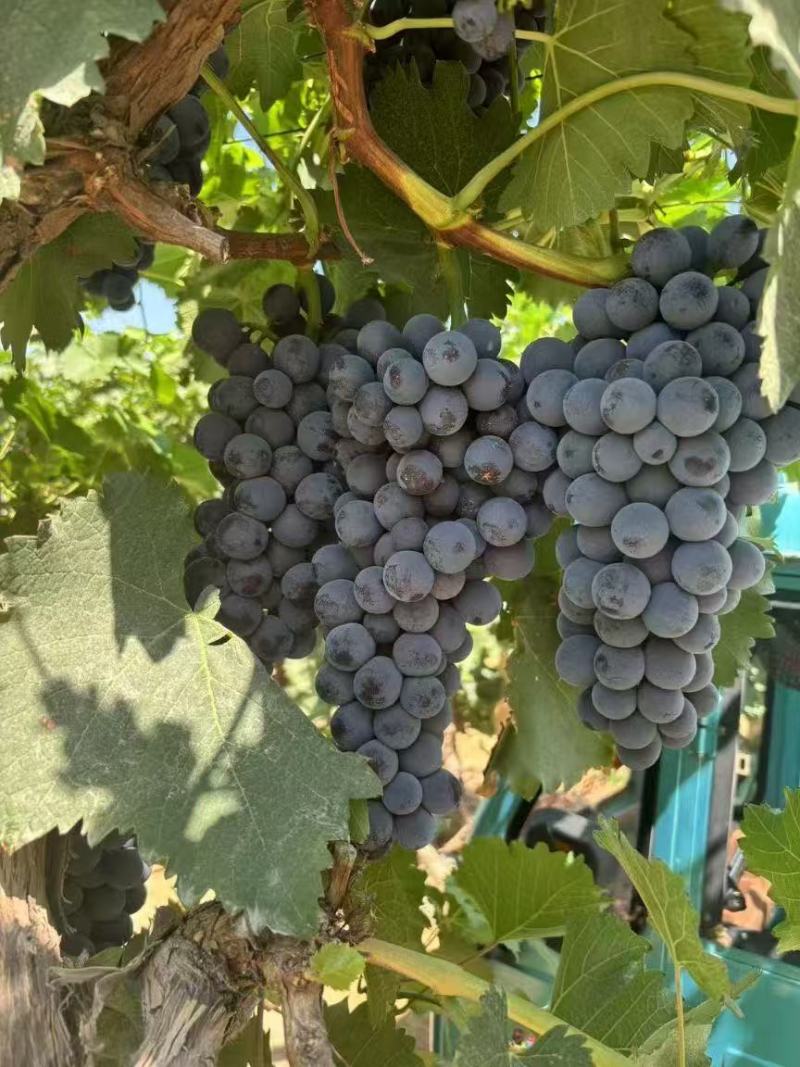 新疆夏黑葡萄果酱果榨汁果产地直发品质保证量大从优