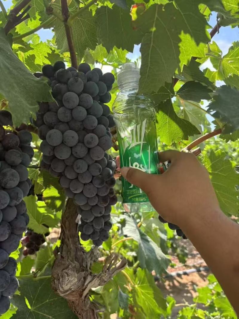 新疆夏黑葡萄果酱果榨汁果产地直发品质保证量大从优
