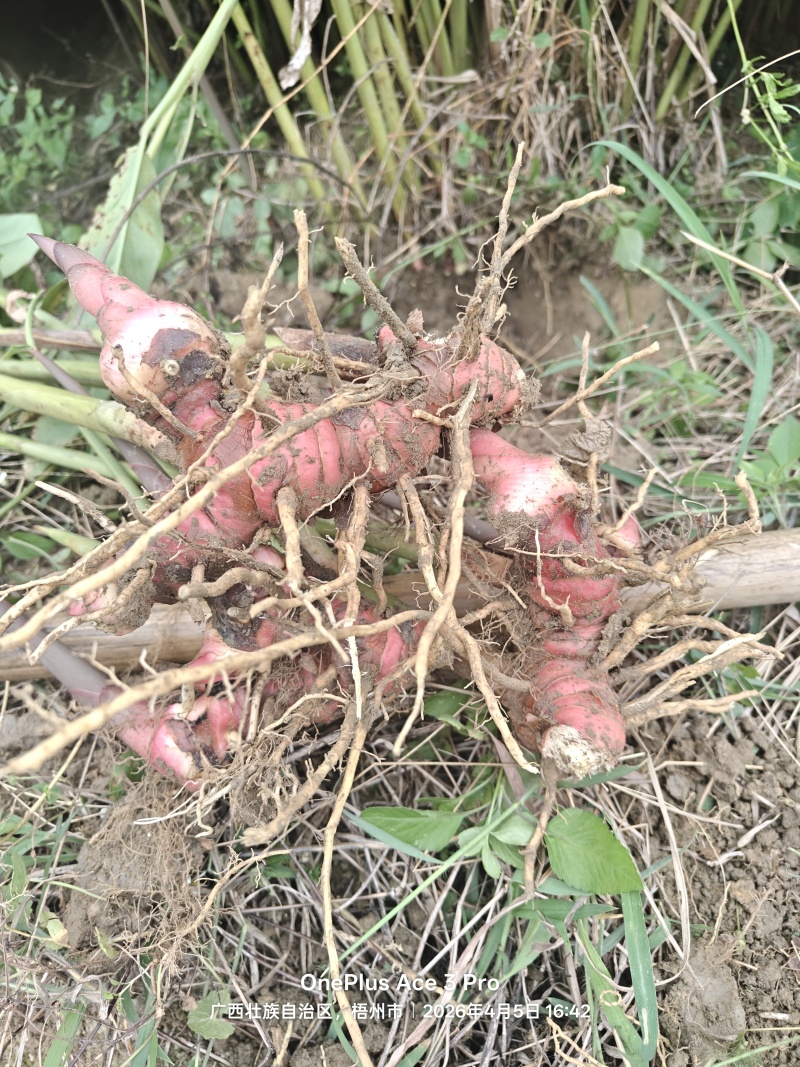 红皮南姜