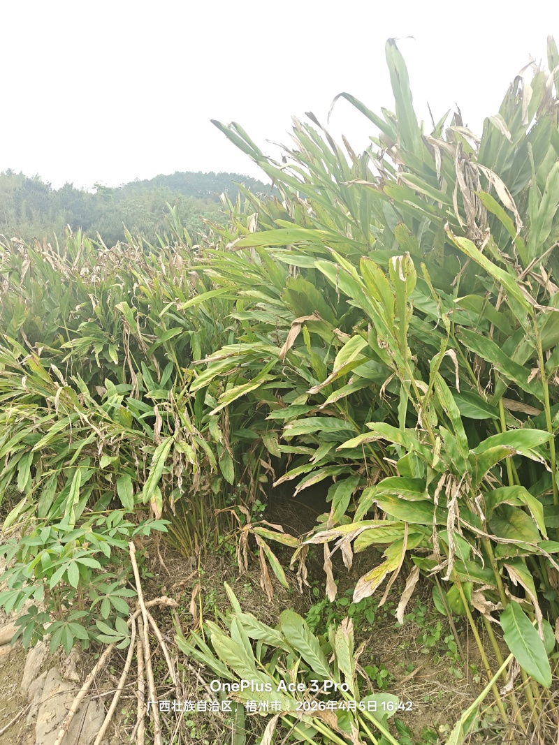 红皮南姜
