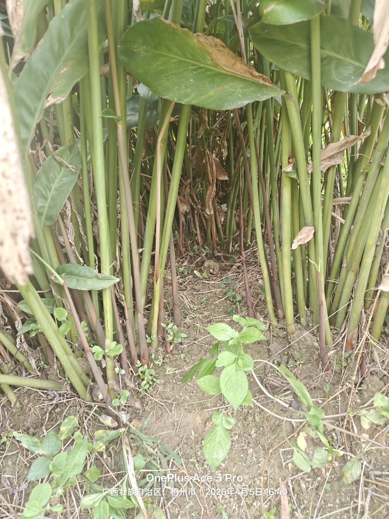 红皮南姜