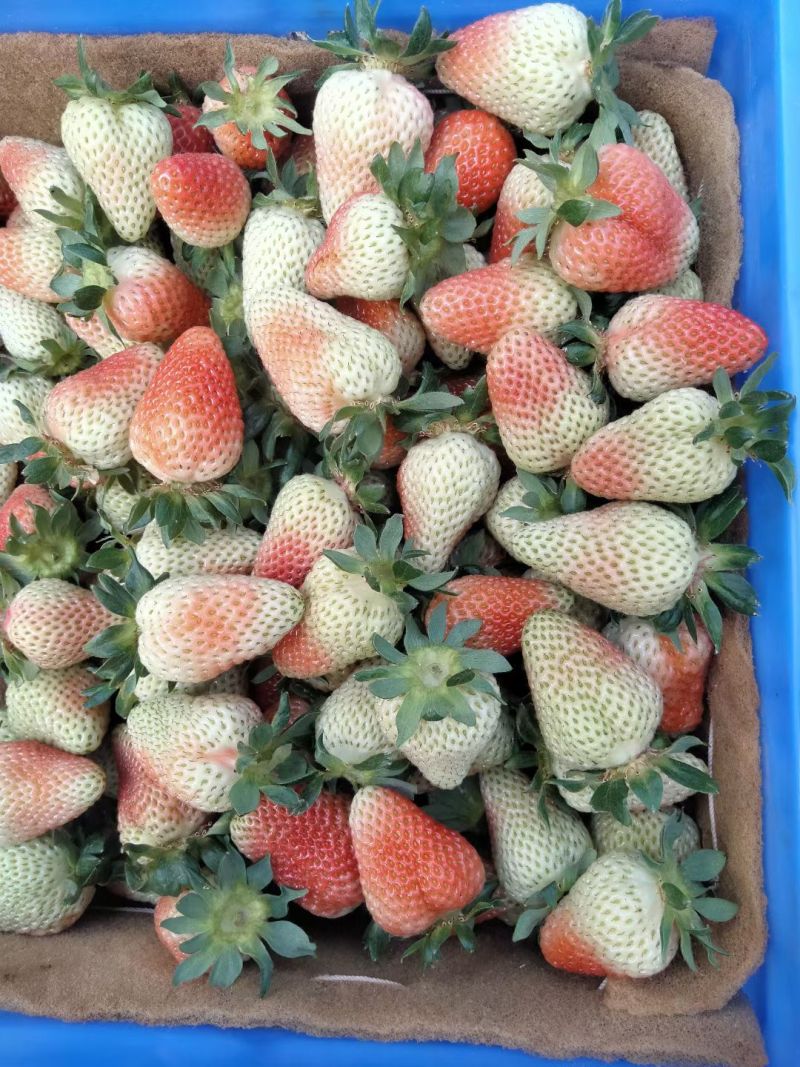 云南夏季新鲜草莓