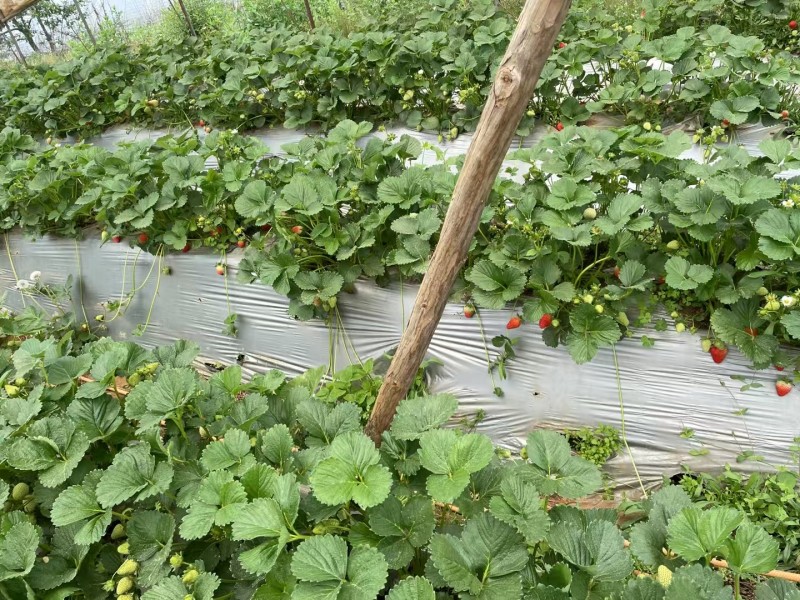 云南夏季新鲜草莓