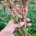 小叶野生千斤拔山豆根干货