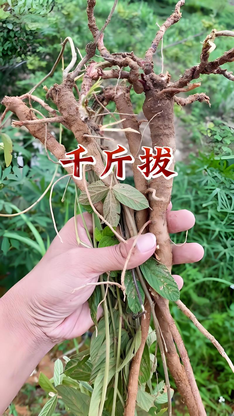 小叶野生千斤拔山豆根干货