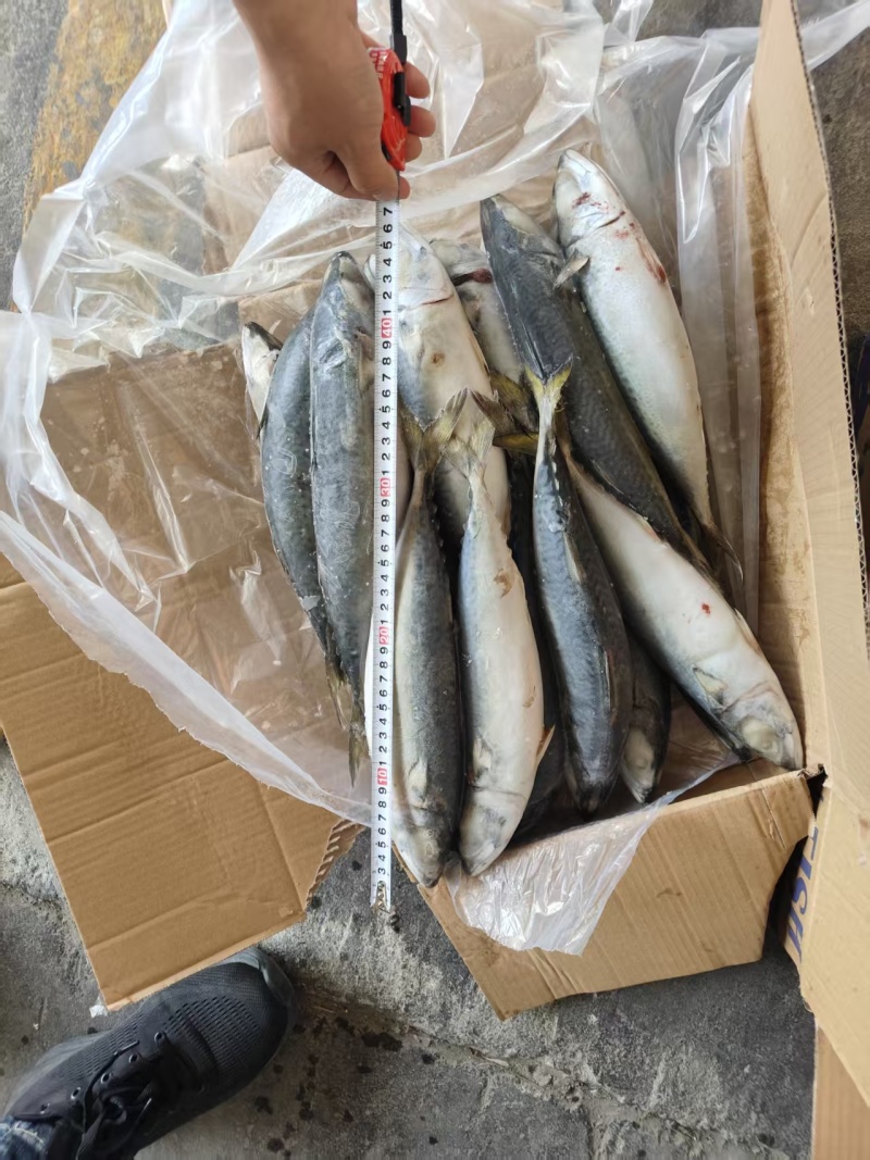 鲅鱼鲐鲅鱼路冻4-6两整箱19.5斤今年新鱼