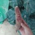 丝滑榴莲蜜薯高次