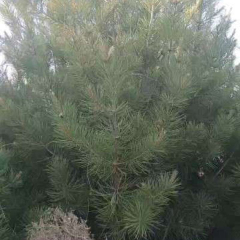 白皮松