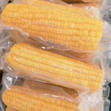 巴彦淖尔甜糯玉米对接电商商贸批发市场支持一件代发