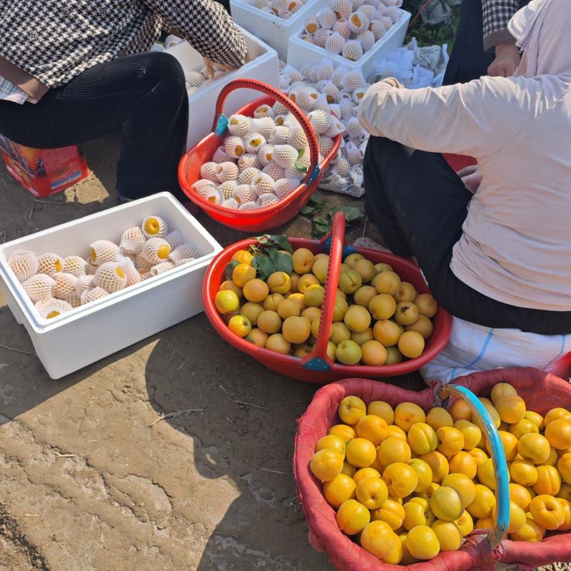 金太阳杏