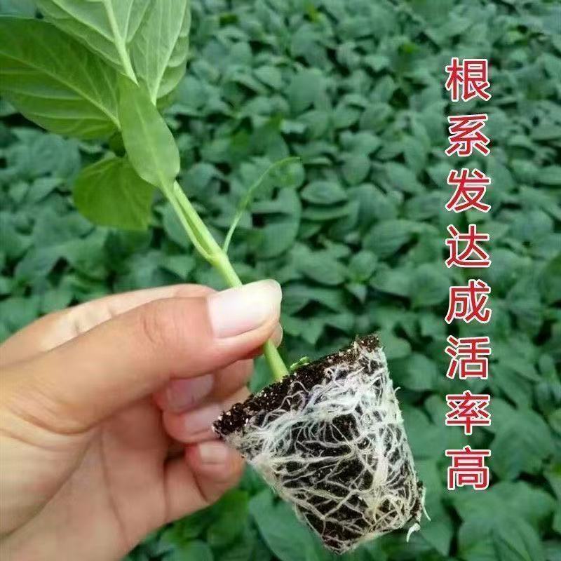 朝天椒辣椒苗越40万株