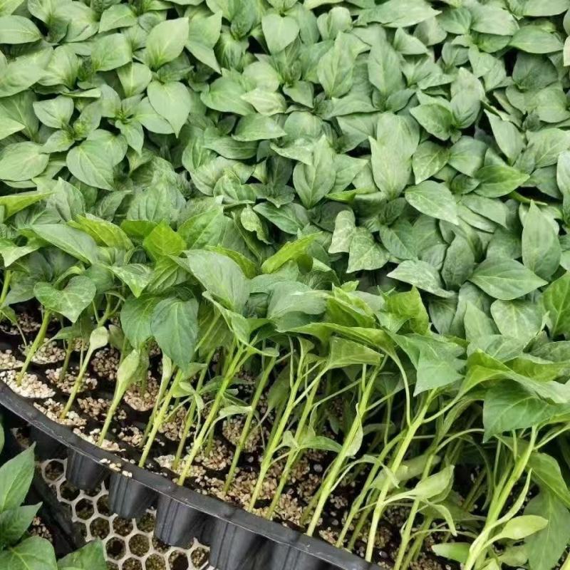 朝天椒辣椒苗越40万株