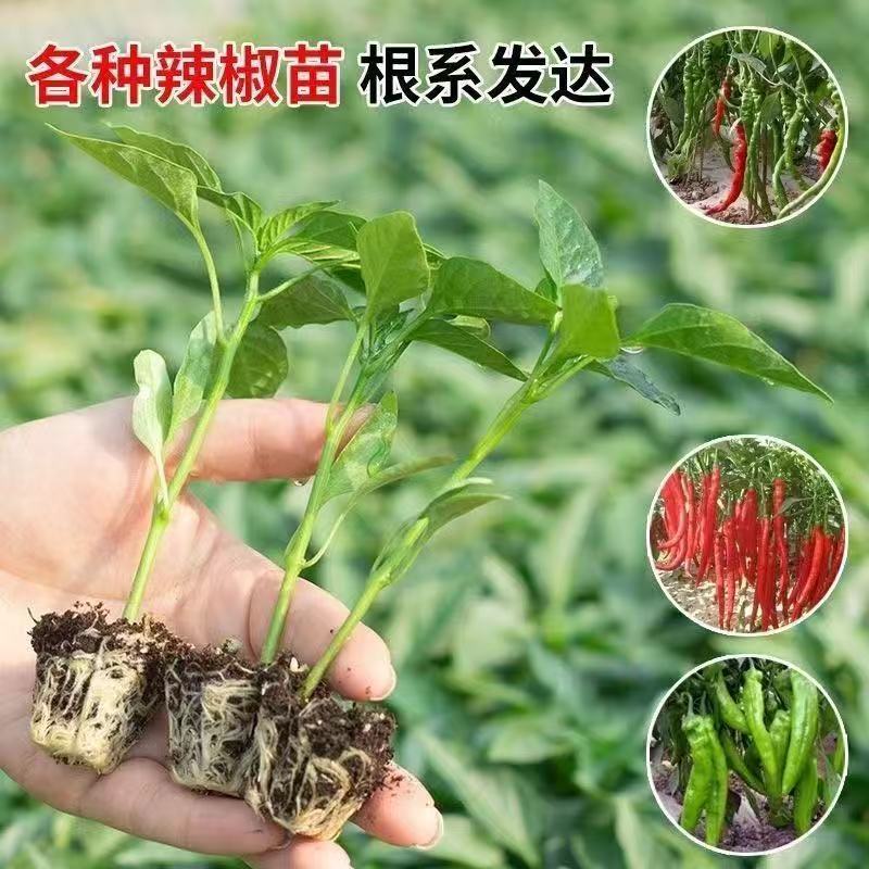 朝天椒辣椒苗越40万株