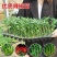 朝天椒辣椒苗越40万株