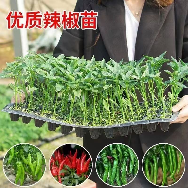 朝天椒辣椒苗越40万株