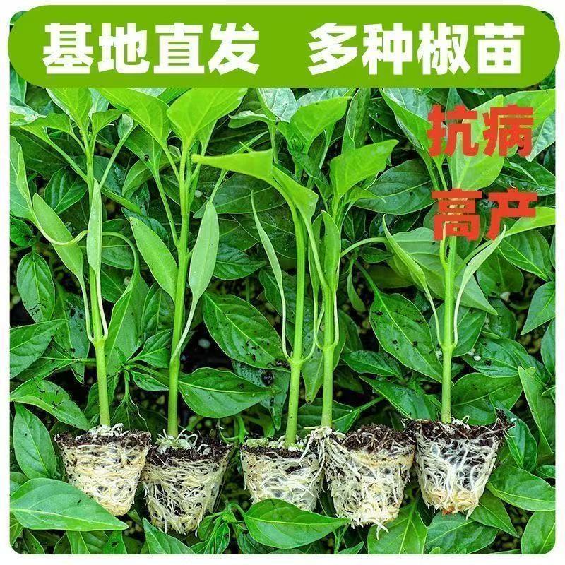 朝天椒辣椒苗越40万株