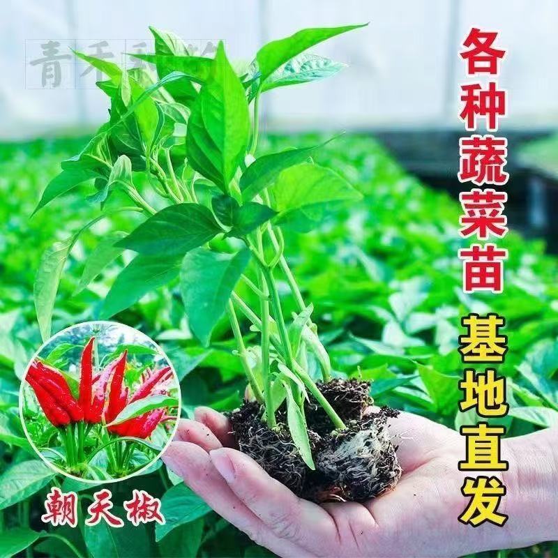 朝天椒辣椒苗越40万株