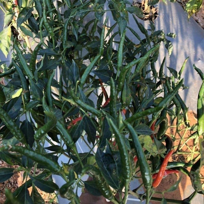 朝天椒辣椒苗越40万株