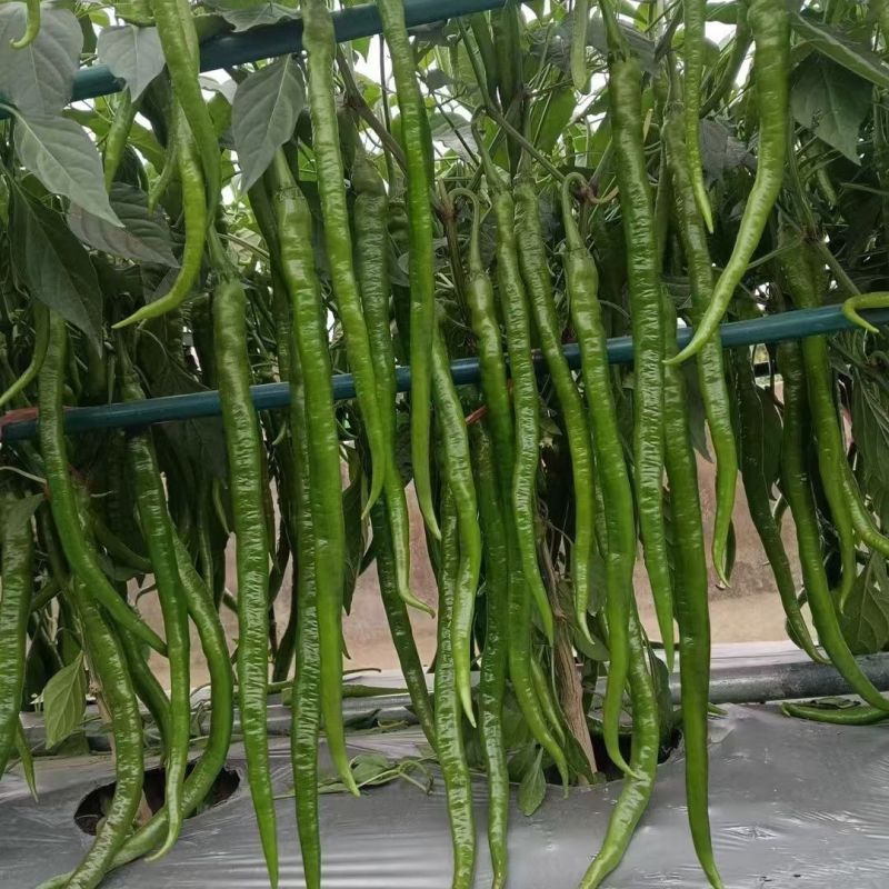 苏润加长八号早熟长果线椒种子果色翠绿光滑顺直肉厚辣味浓