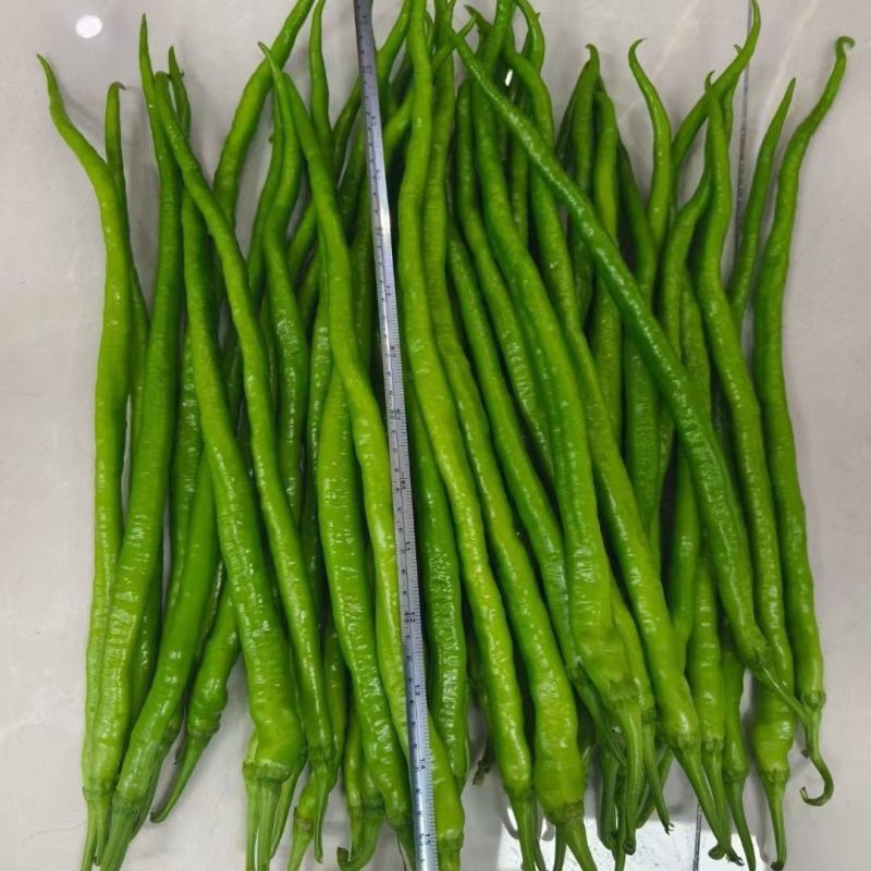 苏润加长八号早熟长果线椒种子果色翠绿光滑顺直肉厚辣味浓