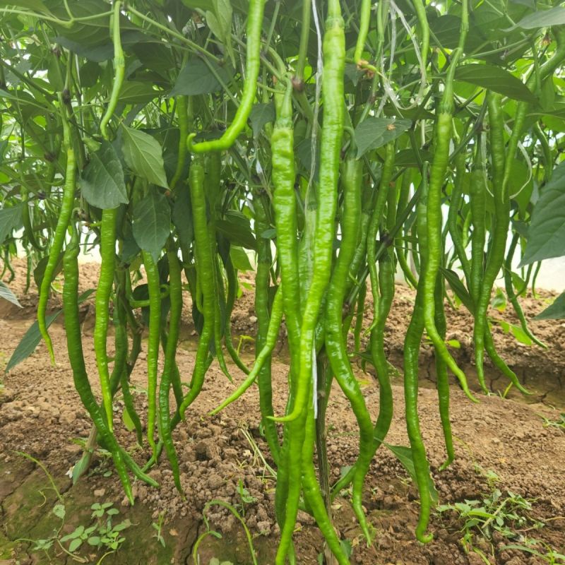 苏润加长八号早熟长果线椒种子果色翠绿光滑顺直肉厚辣味浓