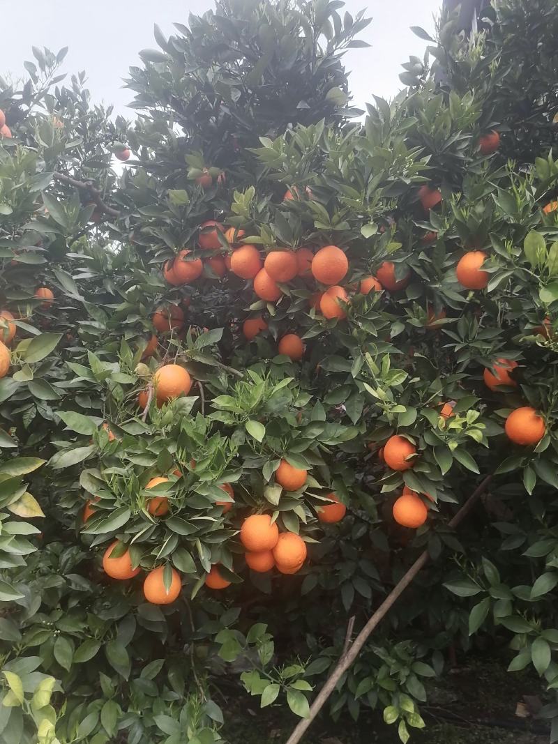 正宗奉节脐橙，现摘现发，果农直销