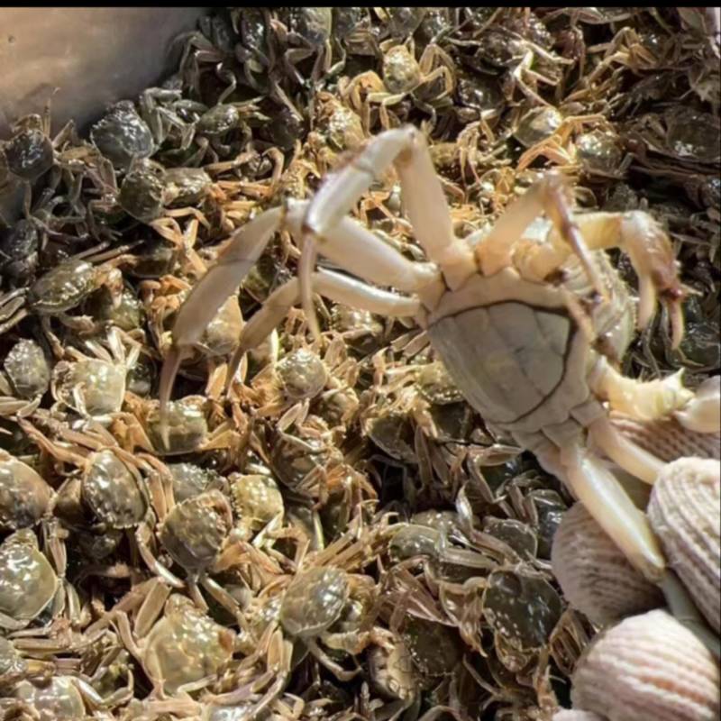 江苏优质蟹苗大中小苗大闸蟹苗公母苗